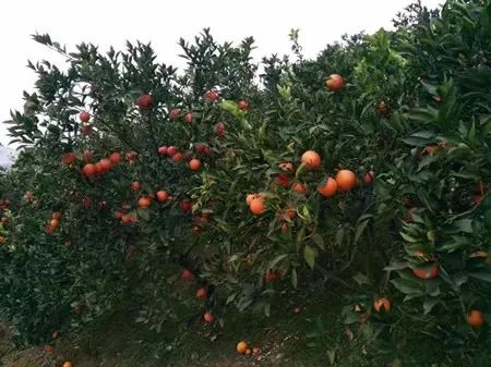 爱心助农米面粮油推销宣传,爱心助农蔬菜批发