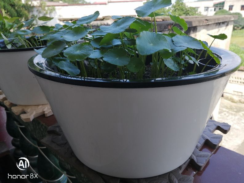 铜钱草叶片上有虫子怎么办,铜钱草有虫子怎么办