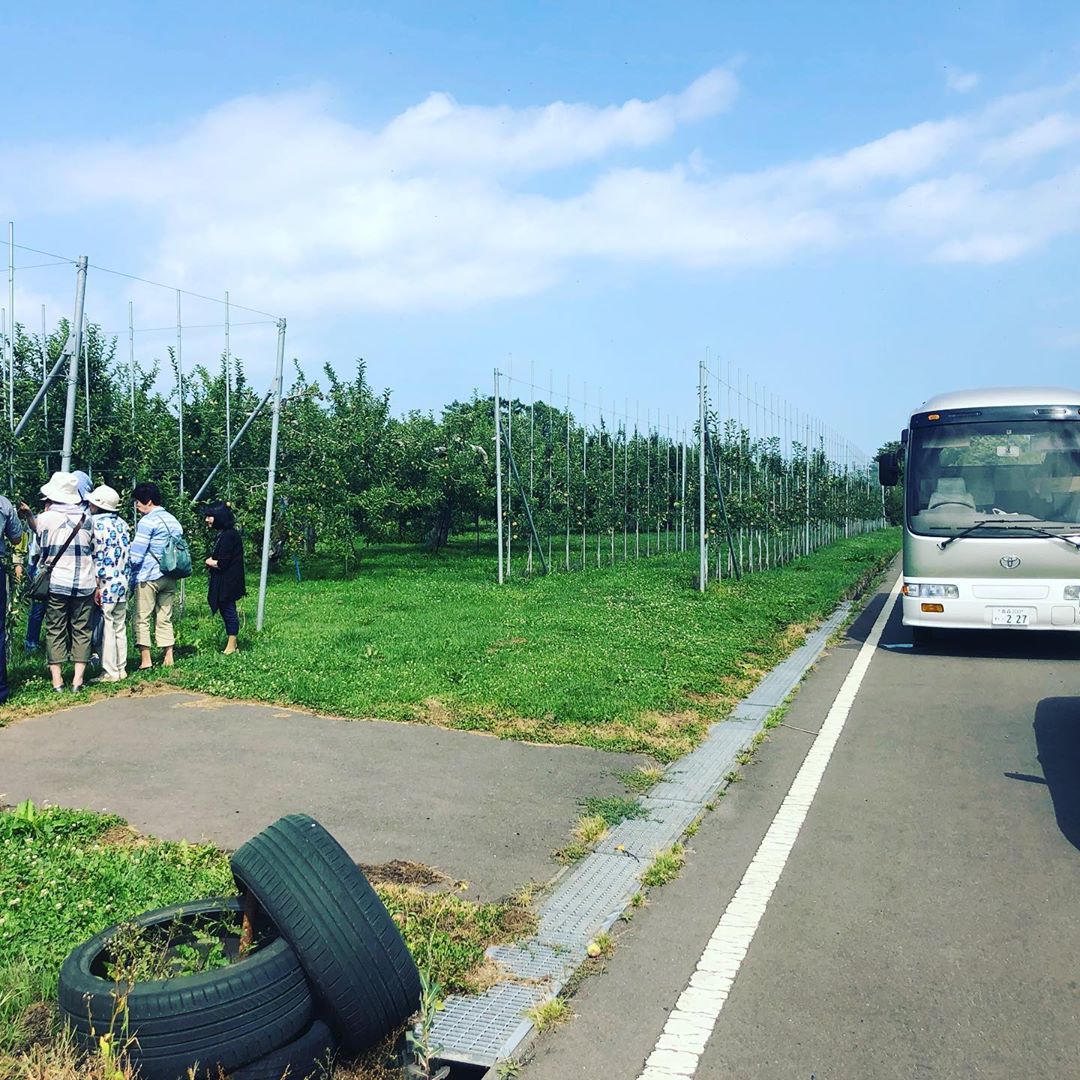 日本青森苹果图片,走进青森苹果园