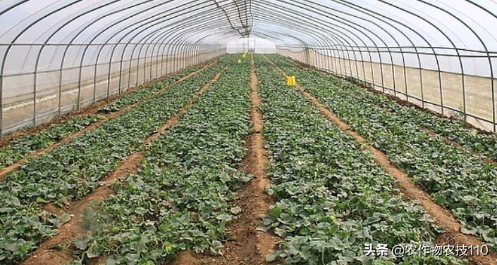 2021年温室大棚甜瓜种植技术,最好的大棚甜瓜种植方法