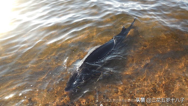 鱼子酱是三大奢侈品美食吗,世界三大美食鱼子酱