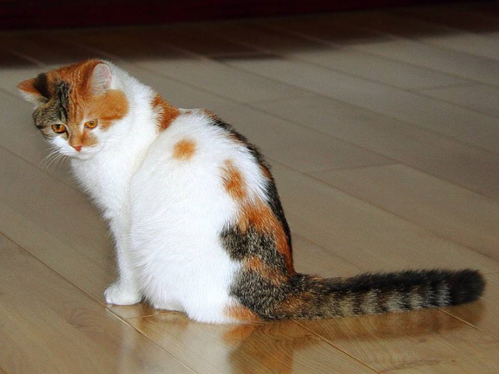 家里养猫的味道大还是狗的味道大,家里养猫太脏大便太臭