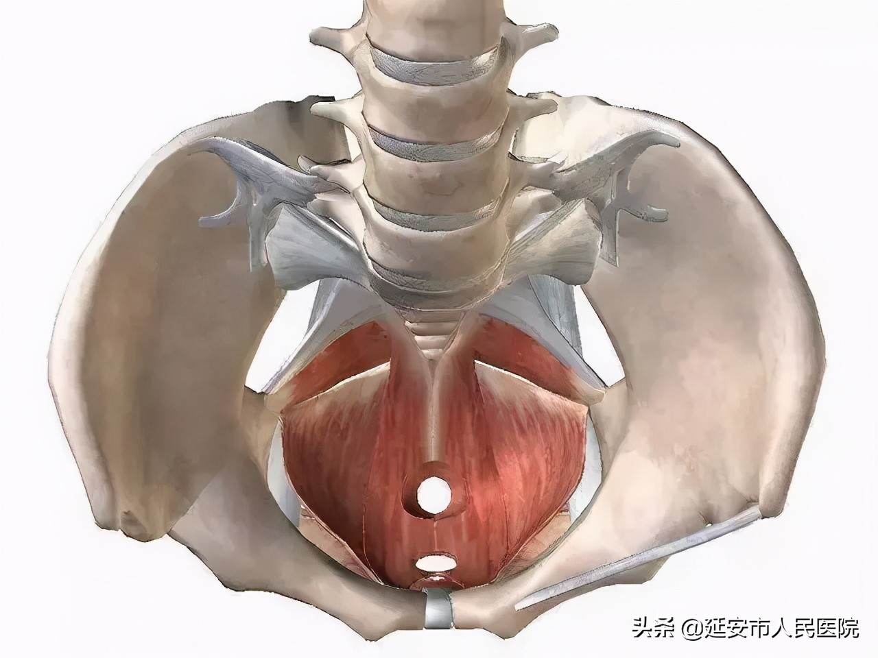 延安市人民医院妇产科李爱明主任“盆底整复”专病门诊开诊啦