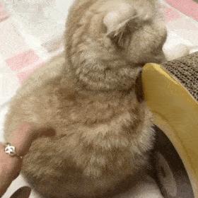 开启反弹模式的表情包,劈酒反弹表情包