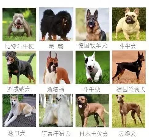 你家狗狗打了狂犬病疫苗了吗,狗狗防疫站打针免费吗