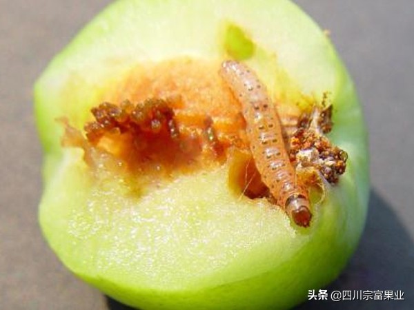 李子树常见的病虫害防治方法,如何防治李子树虫害