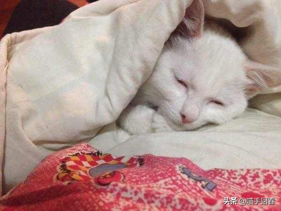 猫也有艾滋，不传人还可能不发病，关于“猫艾滋”你了解多少？