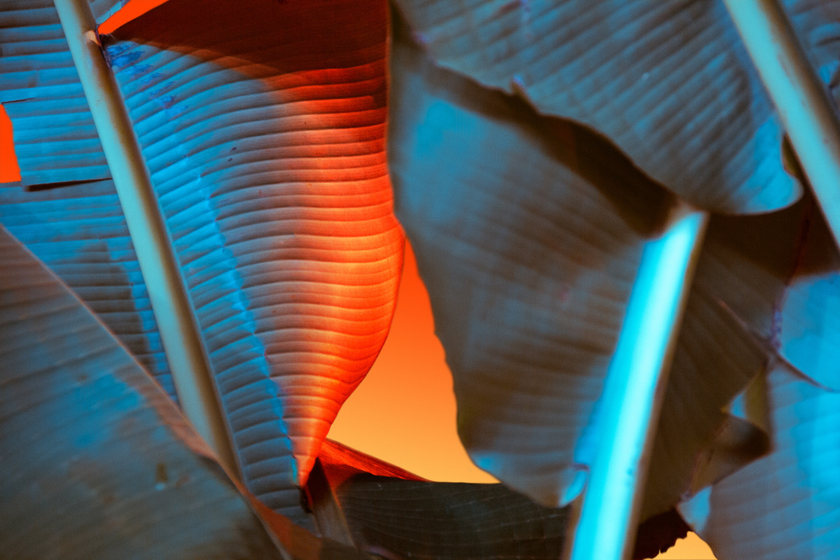 原来树叶也能这样拍,用这几个技巧树叶也能拍得这么美