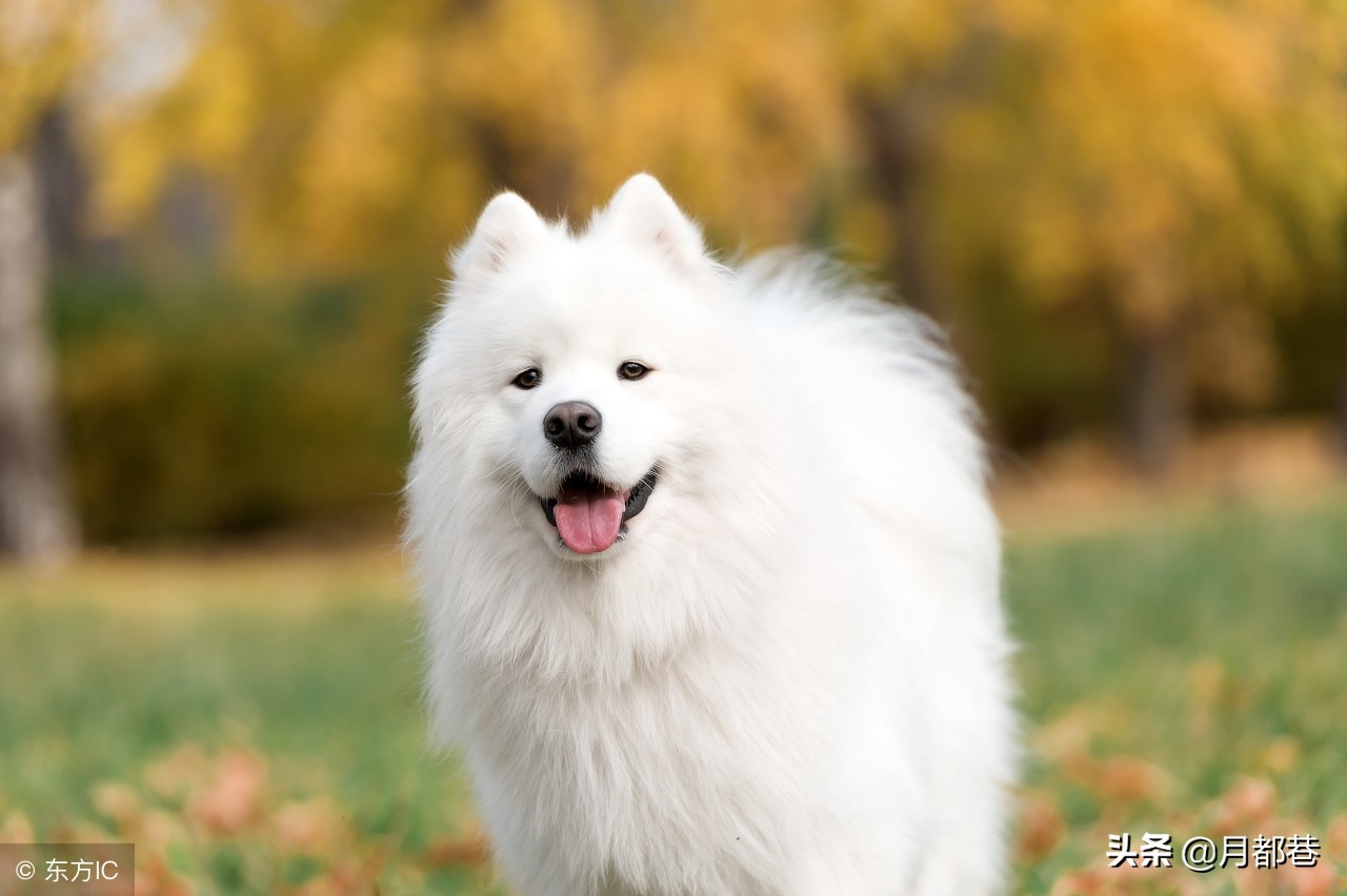 萨摩耶有泪痕如何去除,萨摩耶犬泪痕怎么去掉