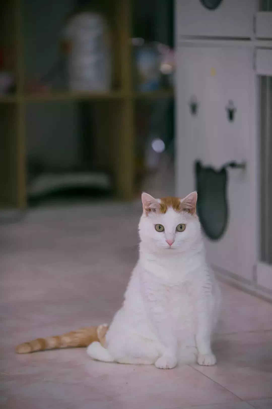 猫猫后腿瘫痪能自愈吗,猫猫后腿突然瘫痪了