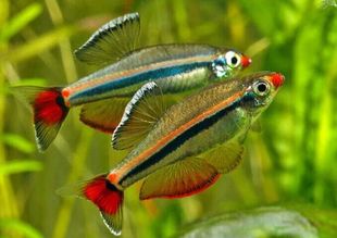 想养鱼要用加热棒吗,想养鱼又没有鱼缸