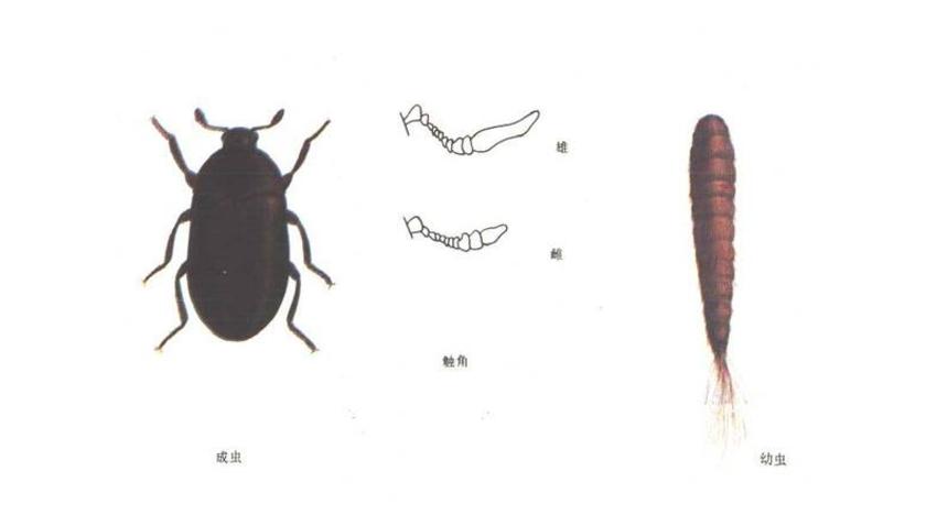 家里突然有好多小虫子黑色硬壳,家里出现黑色的硬壳小虫子是什么