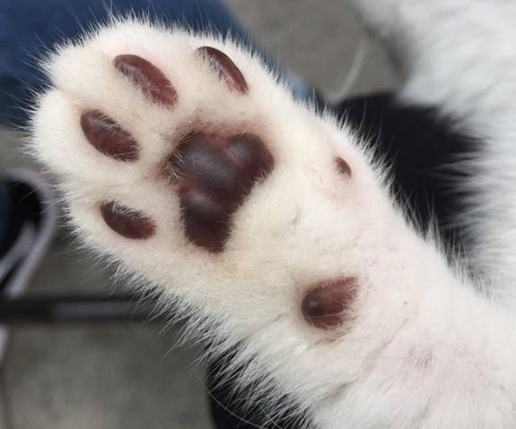 养小狗的省钱好物推荐,狗狗必买好物推荐