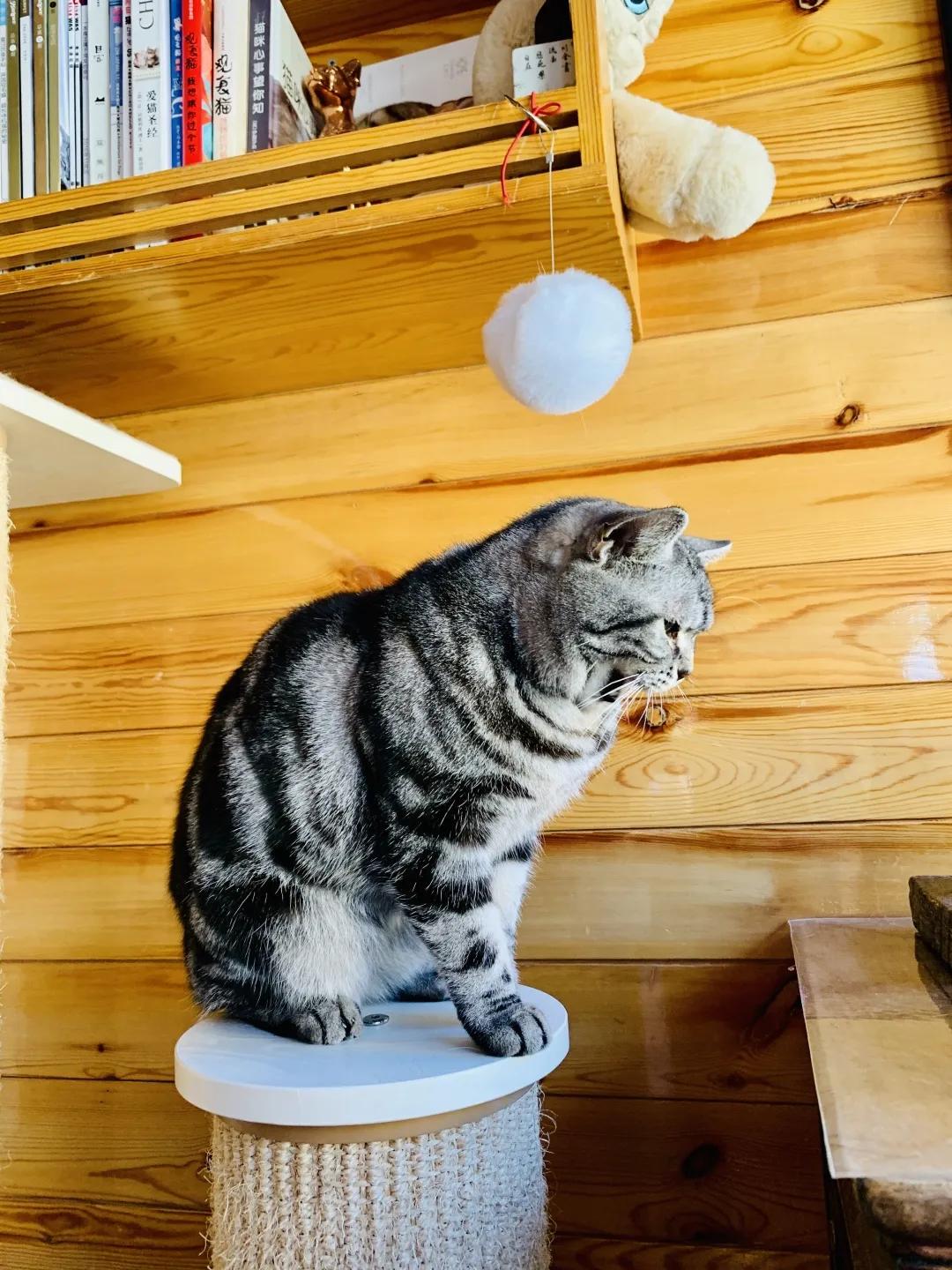 观复猫身份,观复猫近期咋样