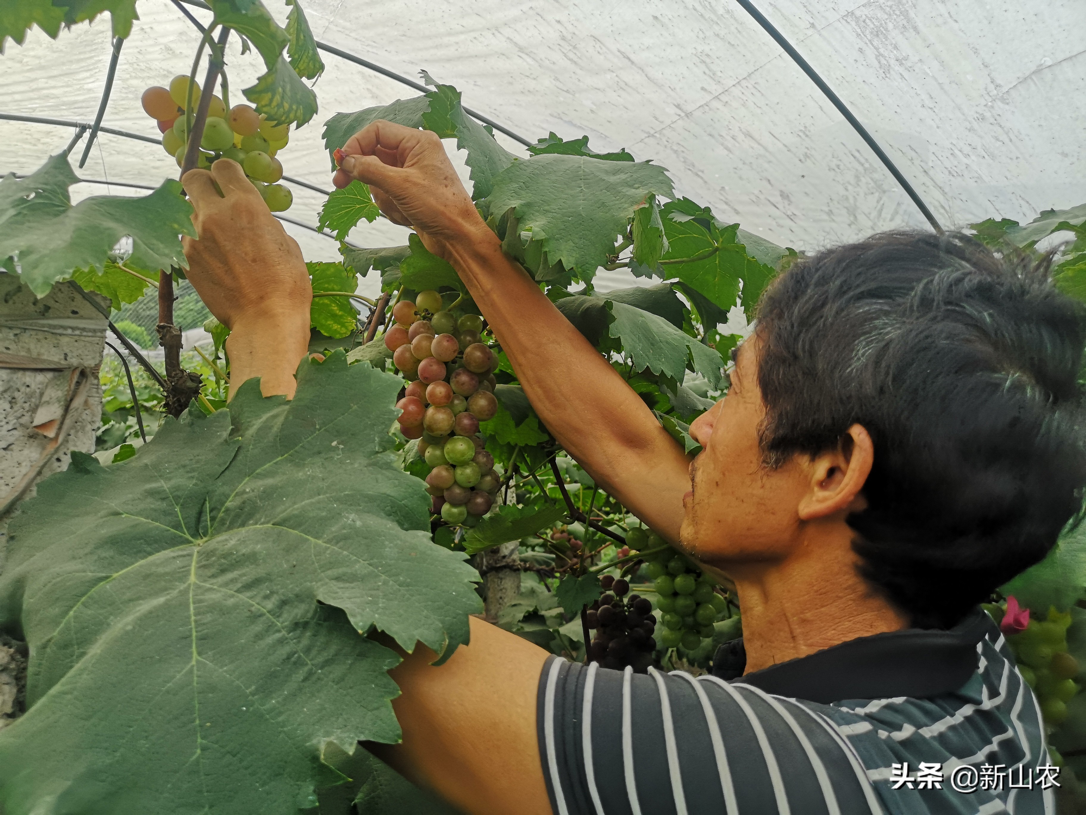“洋气”的“土专家”，西彭镇马鞍村黄代华，“好人老黄”绰号