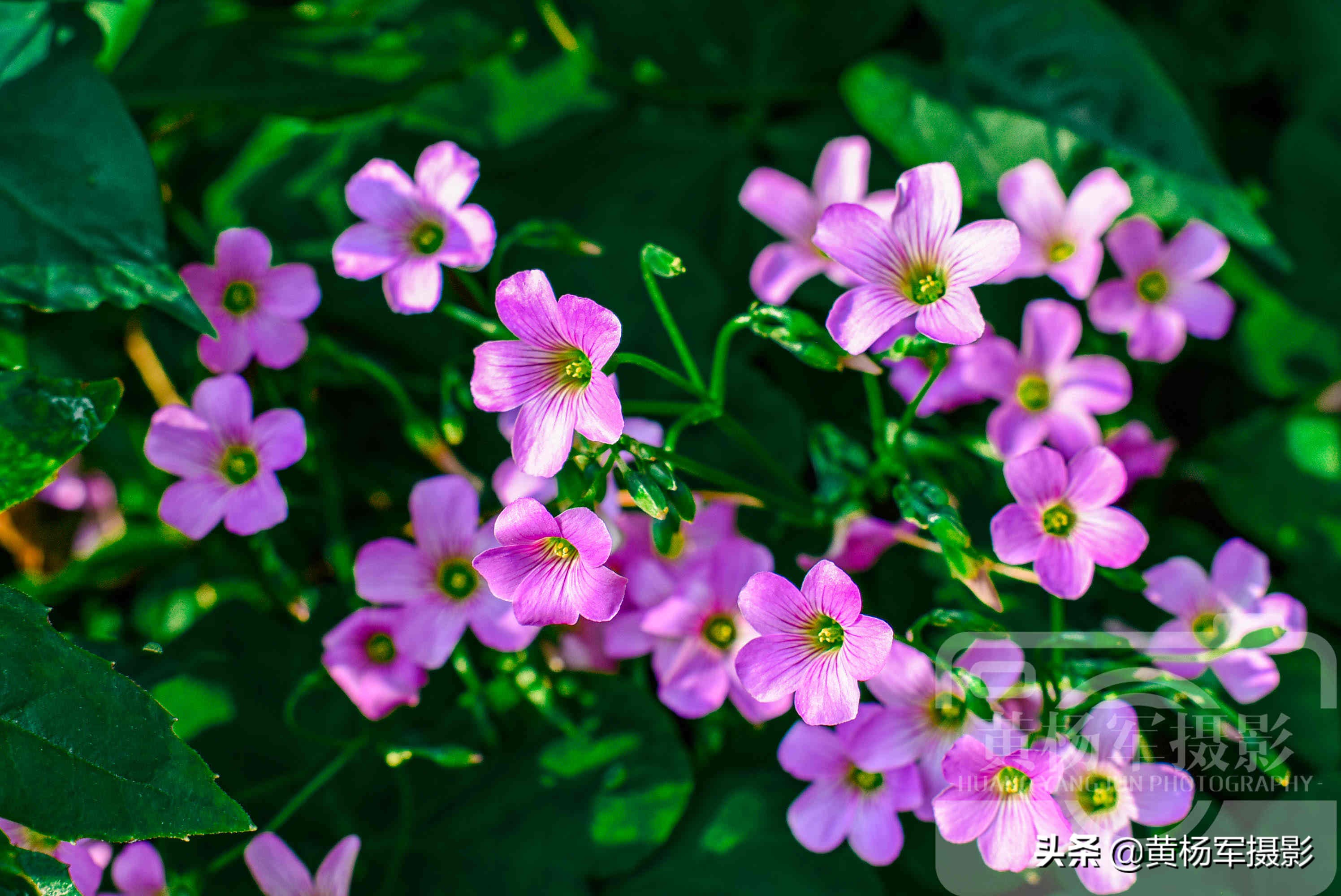 阳光下美丽的鸡冠花,阳光下美丽的花儿图片