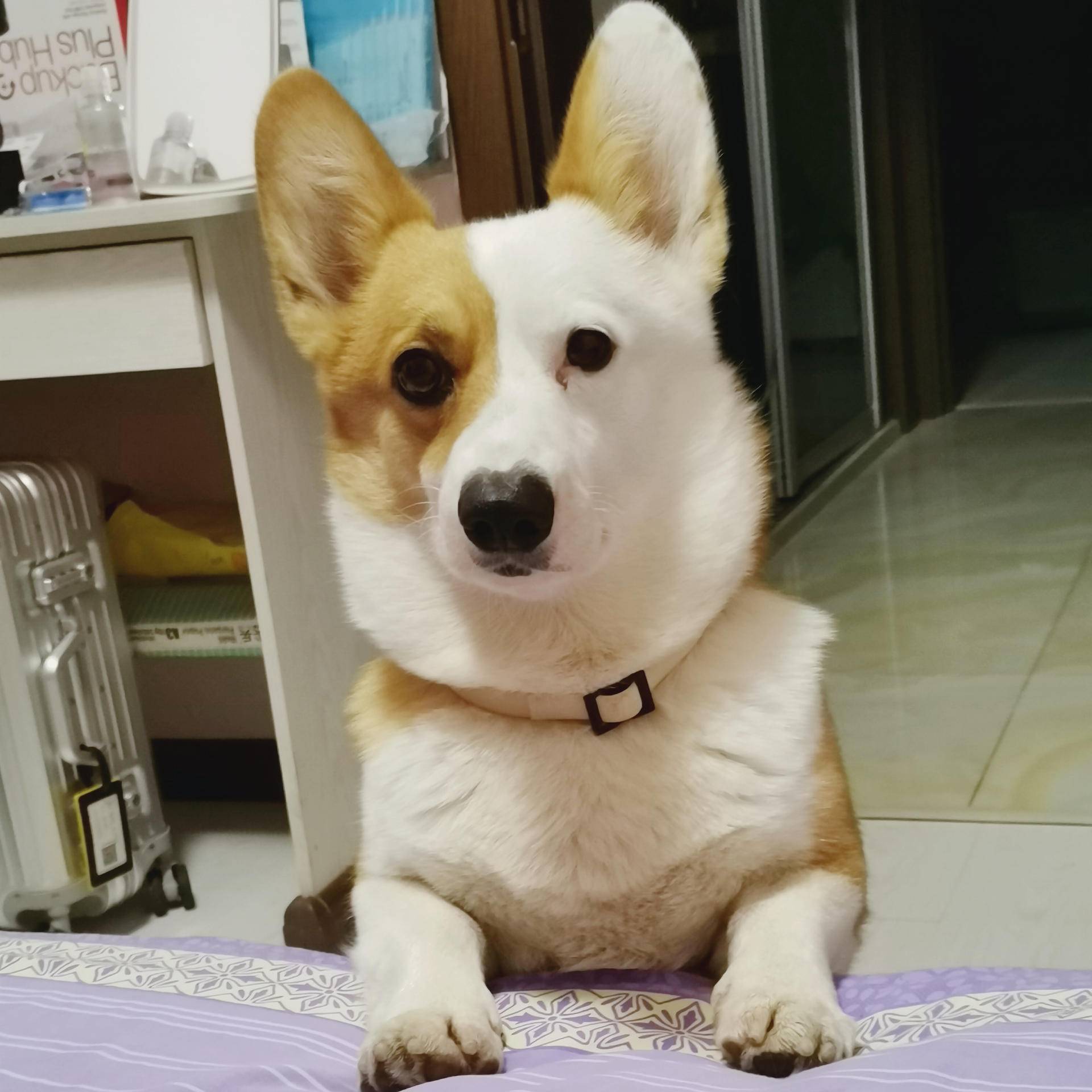 嗷喵喵宠物饮水机,嗷喵喵宠物饮水机怎么样