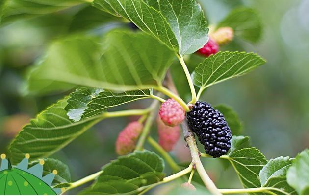 中药桑叶茶,中药之桑叶茶