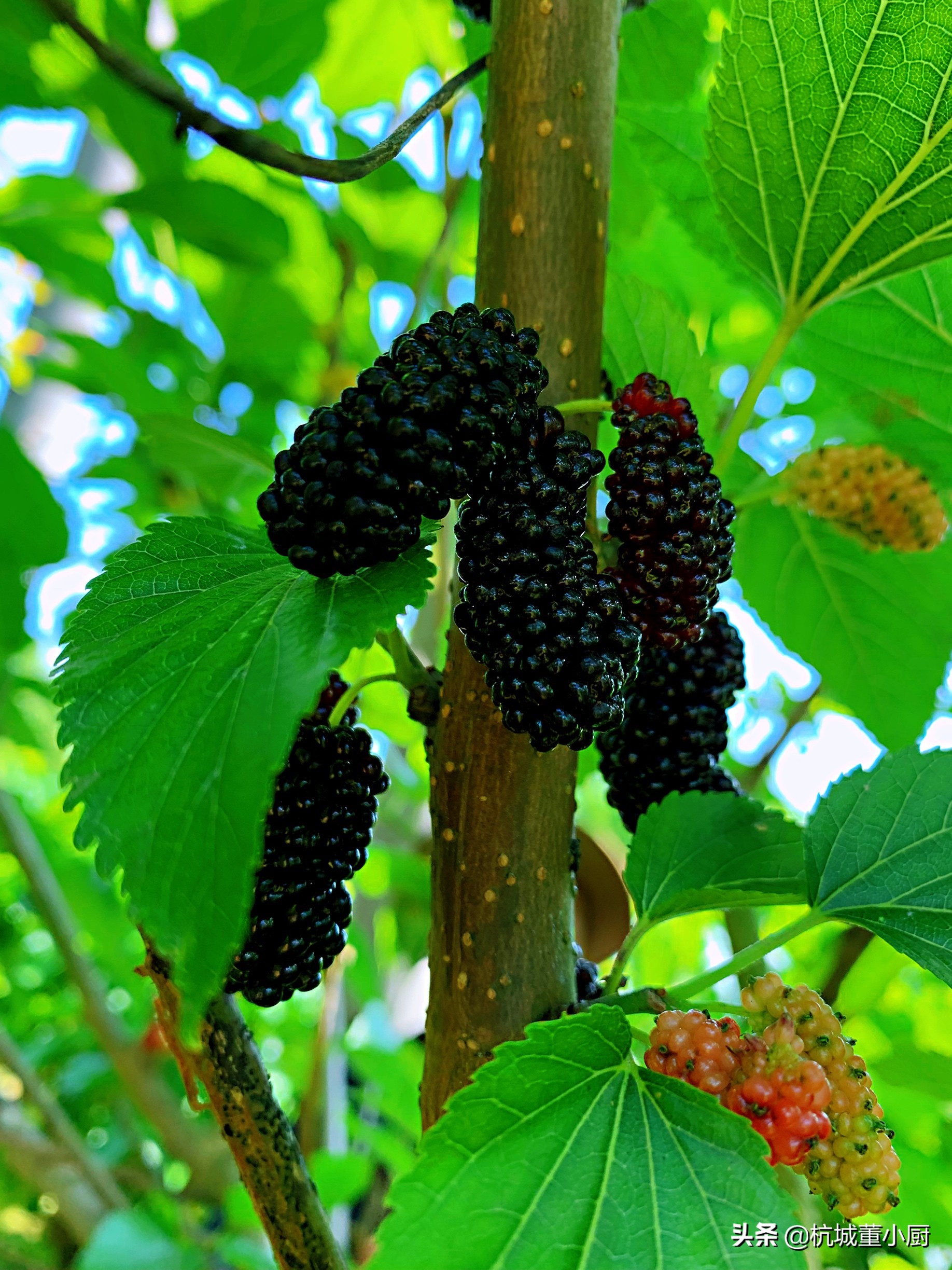 桑葚派蛋挞皮,美味的桑葚蛋挞