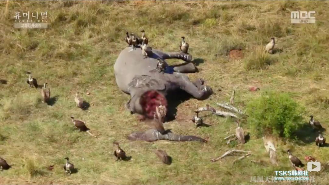 韩国寄生虫最新消息,寄生虫韩国结局