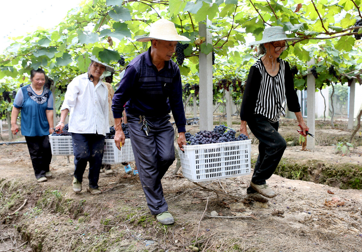 海南流转土地30亩可申请家庭农场,黑龙江2021申请家庭农场条件