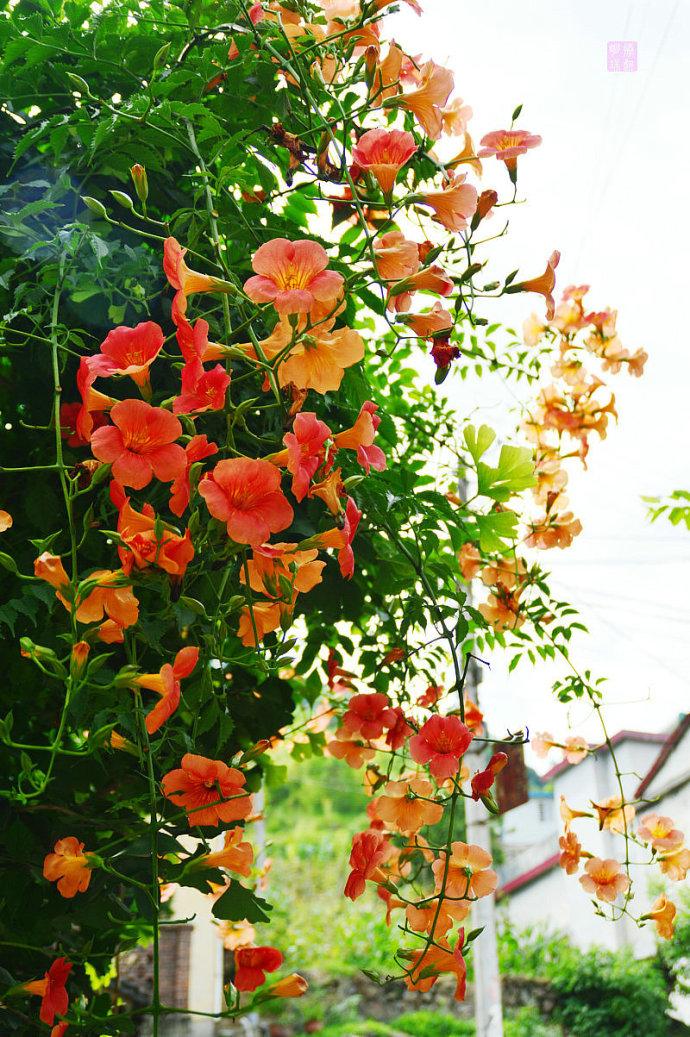 四季常开且有浓郁香味好养的花,适合懒人养的四季花一串红