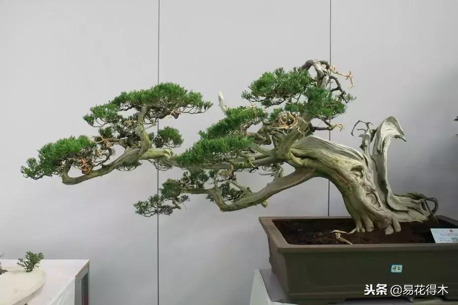 生桩的种植方法和技巧,生桩用什么土栽种最好