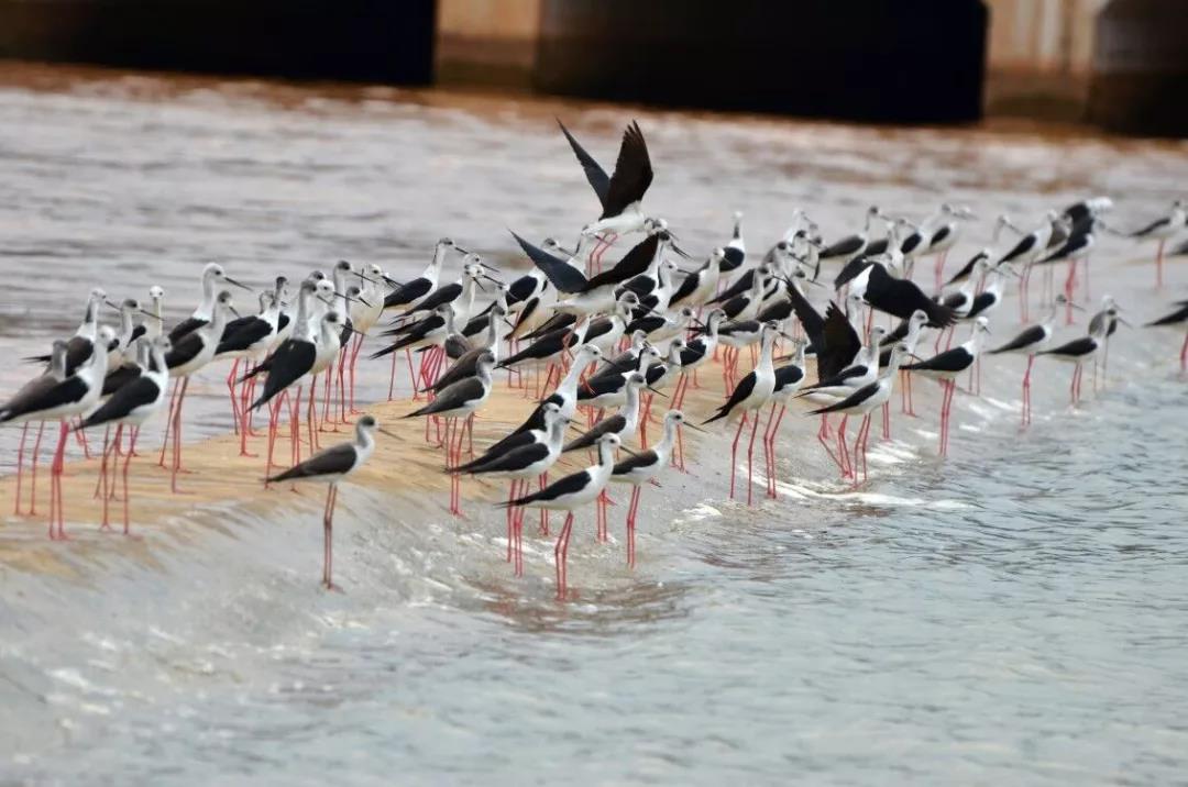 开远是哪个地方,开远市离边境多远