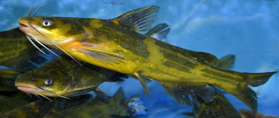 被公认最好吃的15种淡水鱼,十种公认好吃的淡水鱼