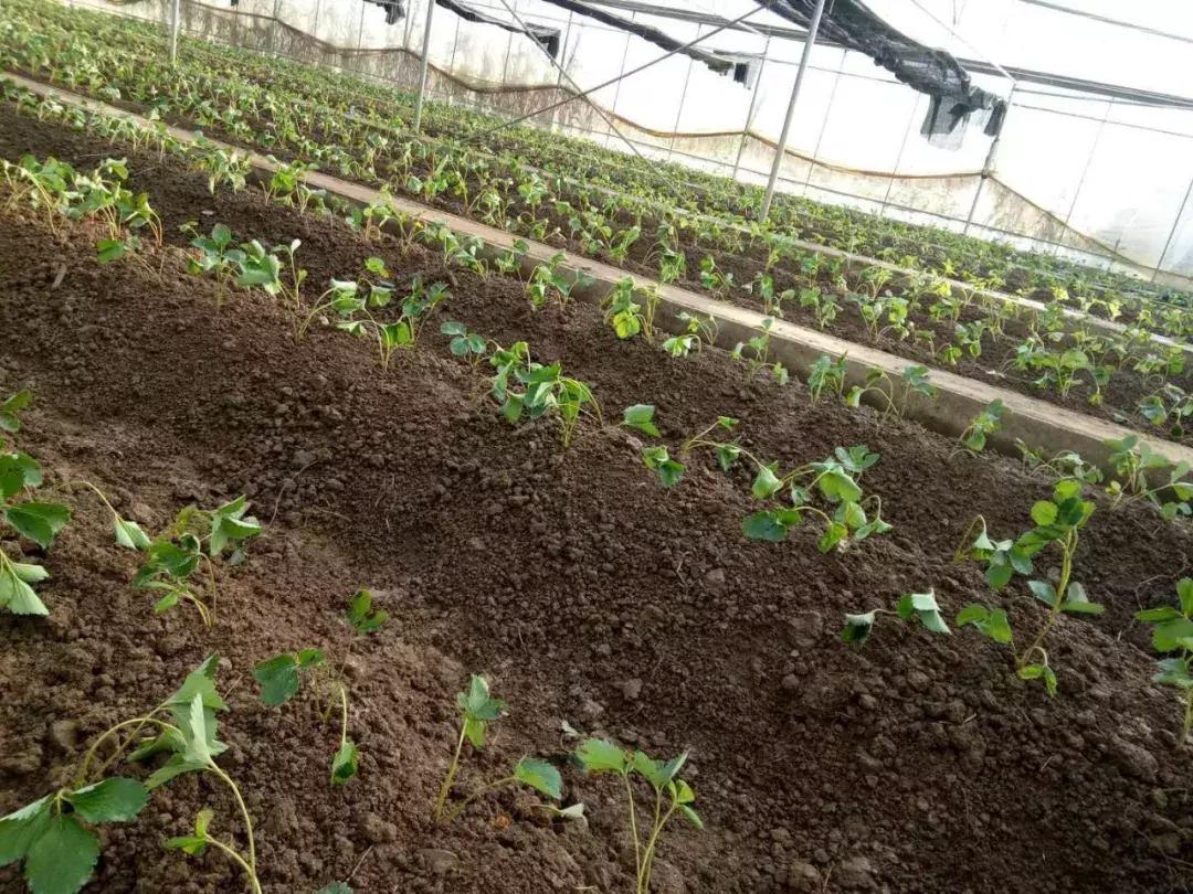 草莓苗缓苗后期怎么处理,草莓苗种下去后蔫了怎么补救