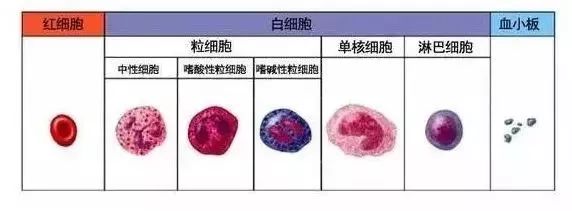 关于血常规的检查知识,关于血常规的视频