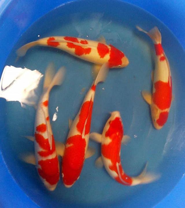 锦鲤饲养注意事项有哪些,饲养锦鲤要注意哪些方面