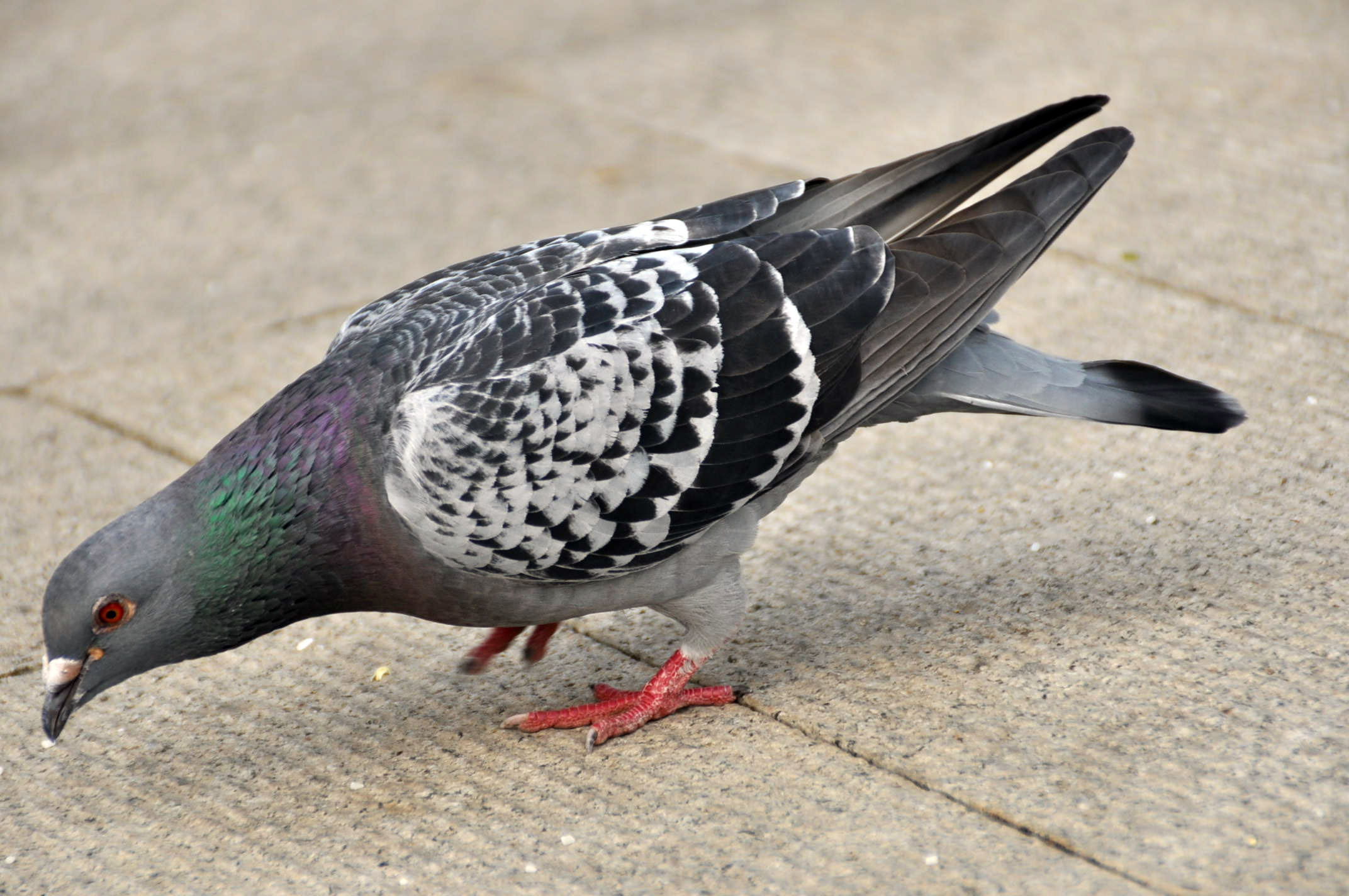 赛鸽粪便图及治疗,怎样从信鸽粪便上看出鸽病