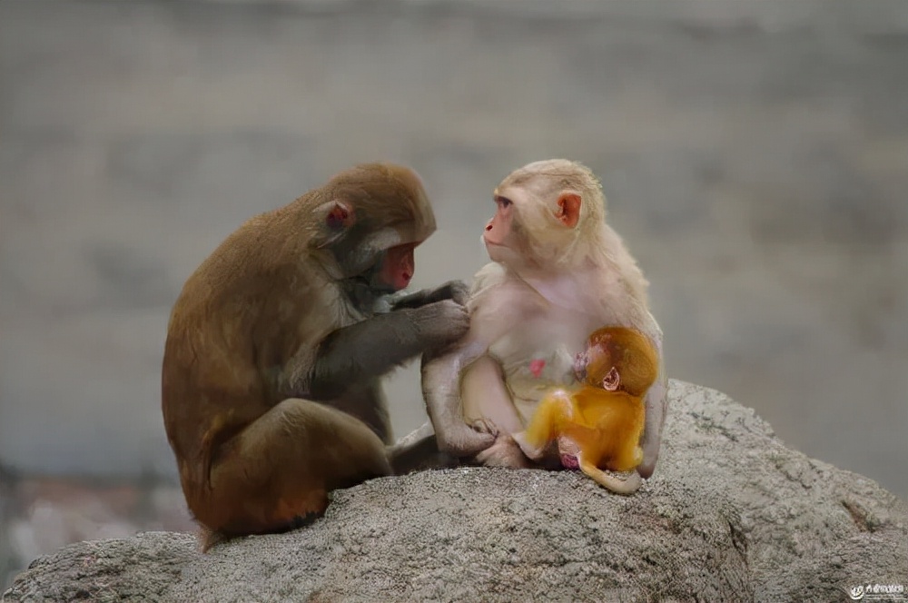 庄子齐物论言者有言,庄子的齐物论中心思想是什么