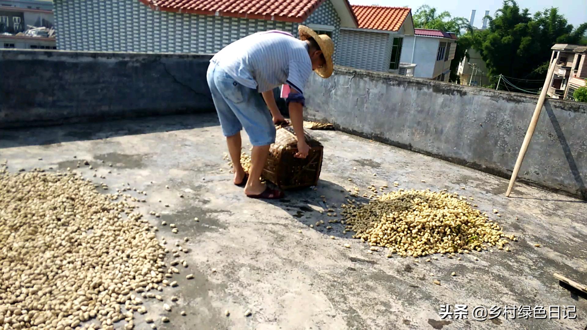 农民花生收获的季节,农民收获花生场景
