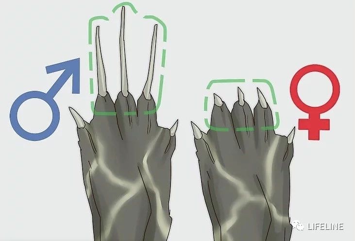 东部锦龟智商排名,红腹东部锦龟