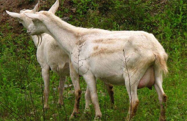 羊产前无奶有什么催奶办法,羊产羔时候没有奶的原因在何处