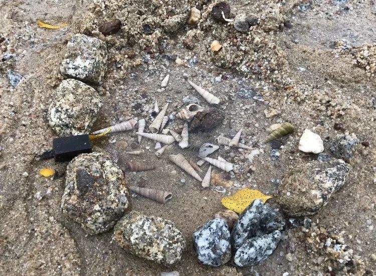 钦州三娘湾寻找白海豚,钦州三娘湾中华白海豚咬不咬人