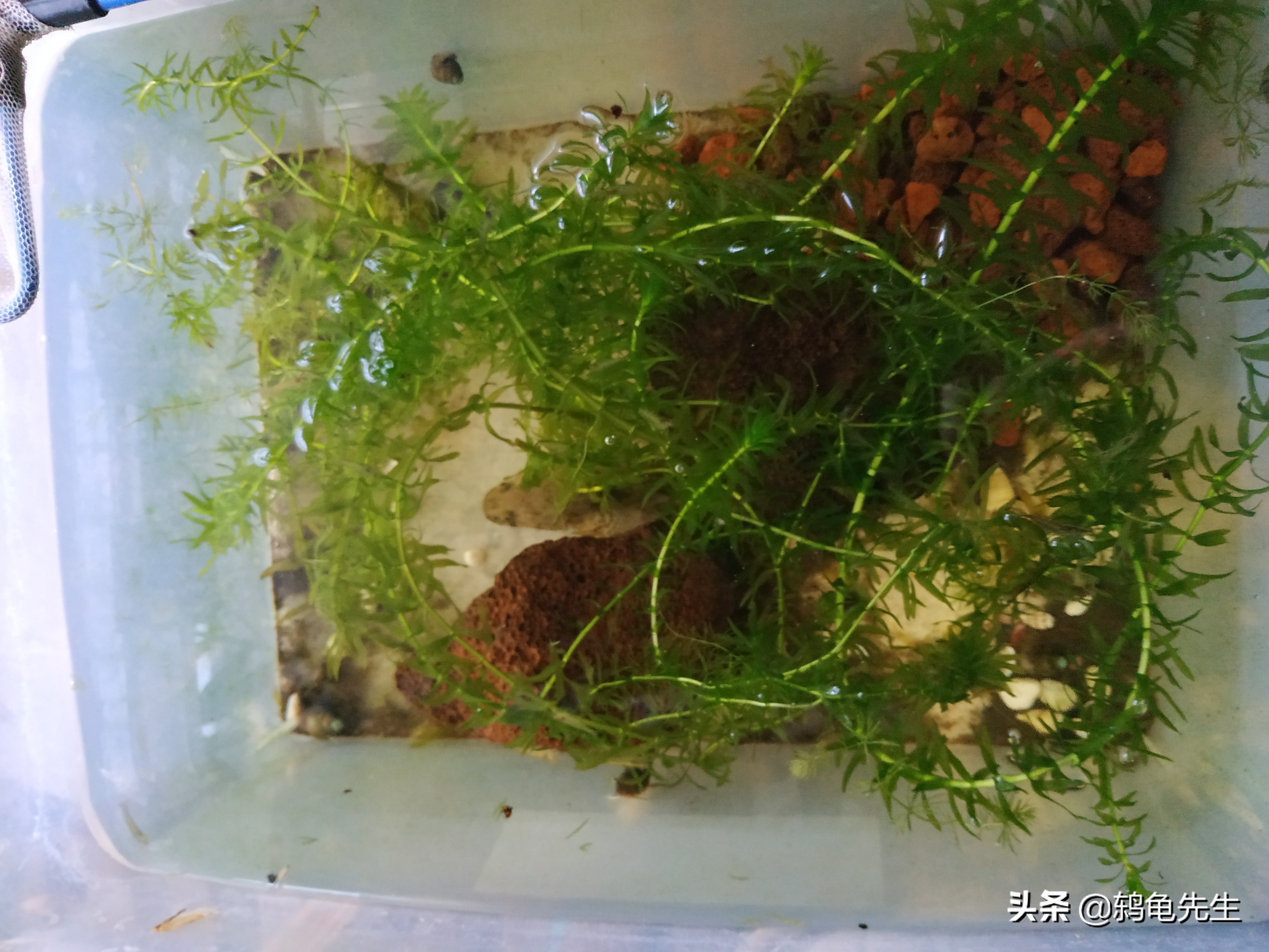 无过滤无打氧鱼缸开缸教程,无过滤无打氧怎么建立硝化系统