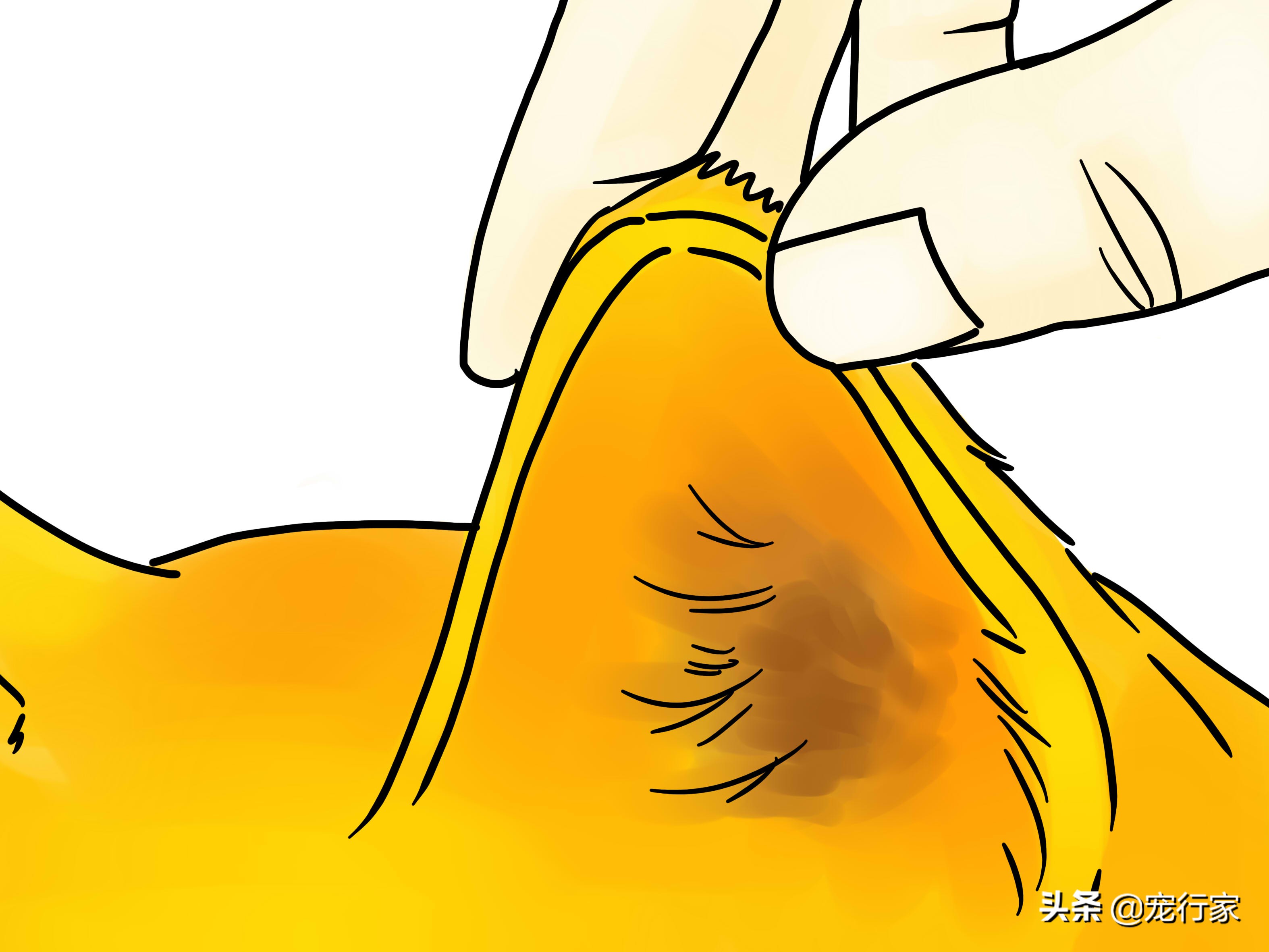 如何照顾耳聋的猫咪,如何照顾耳聋的猫