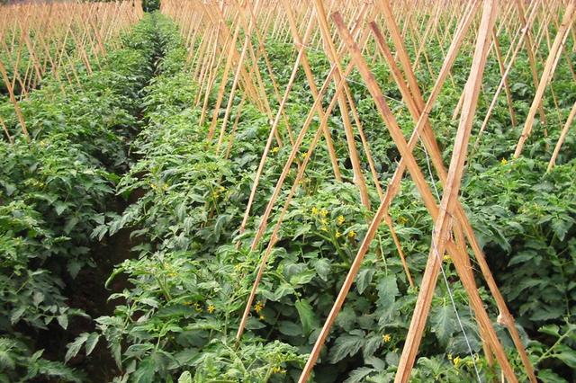 番茄裂口叶枯,番茄裂口用什么药最好