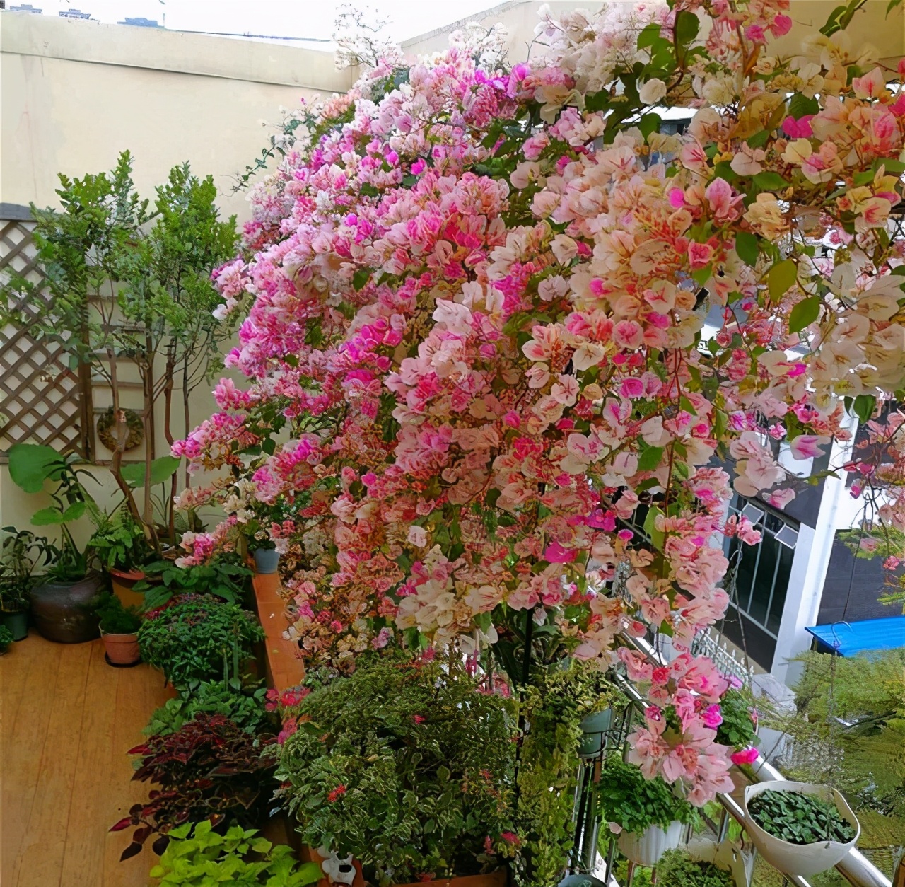 三角梅怎么养成瀑布,三角梅长成瀑布需要多大的盆