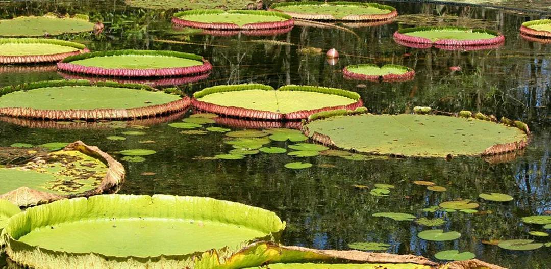 如何做到乡村振兴产业兴旺,未来5年乡村产业振兴