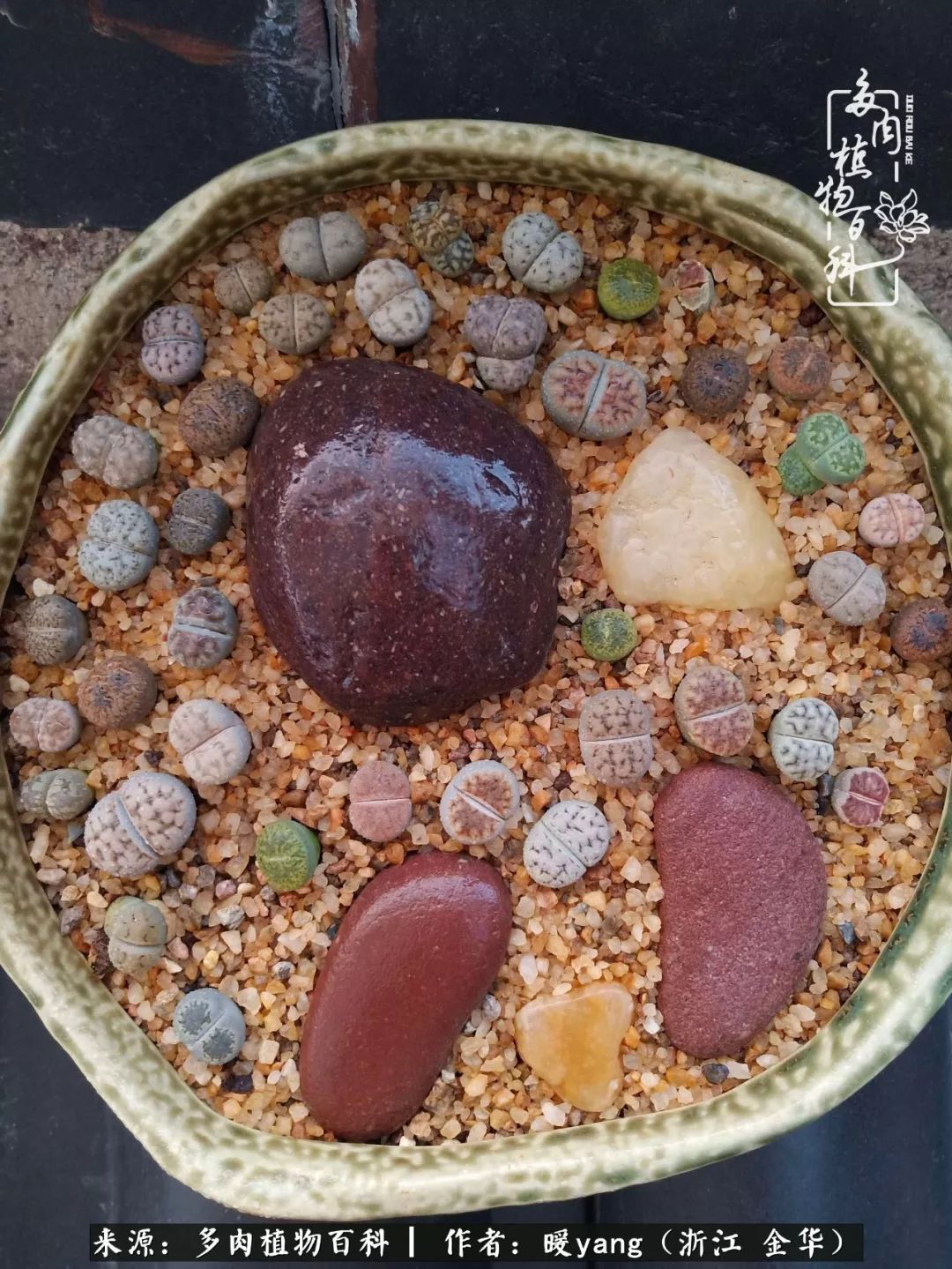 养多肉是业余的纯粹是爱好,每晚7点教您快速入门养多肉