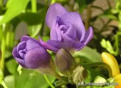 各种花的花语文案,花的花语100种