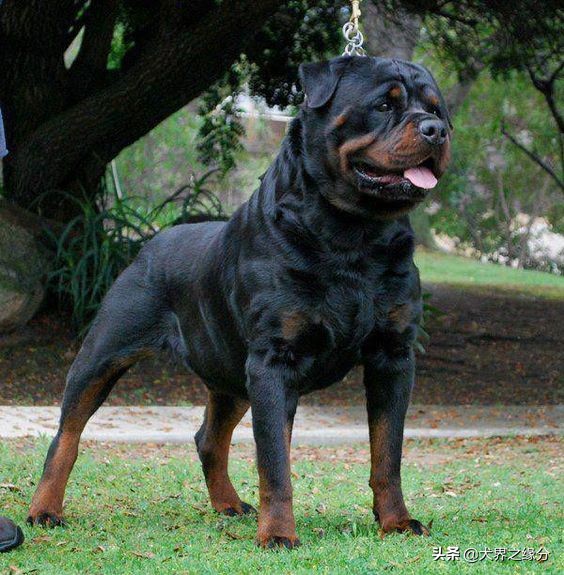 世界公认十大最强护卫犬,四大猛犬排行榜护卫犬