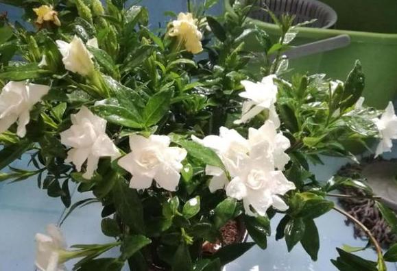 小苏打养花的妙用茉莉可以用吗,怎么让小苏打清洁作用发挥最大