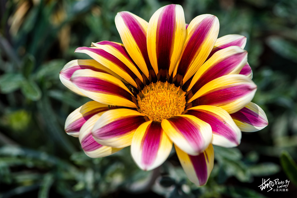 上海国际花展一览表,上海国际花展一览