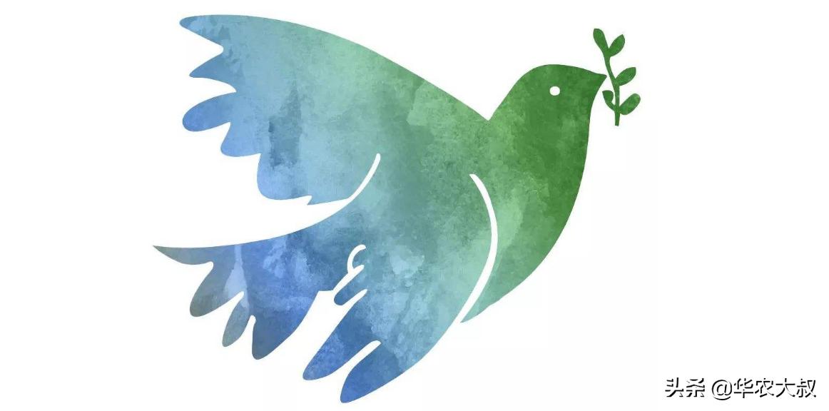 小叶油橄榄与大叶油橄榄的区别,橄榄油的橄榄跟普通橄榄区别