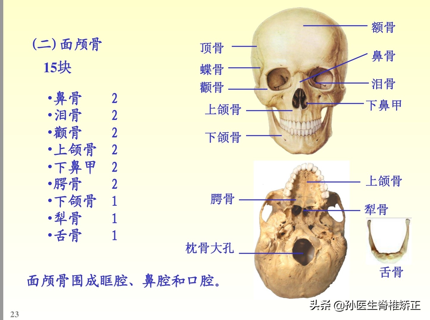 解剖学基础ppt完整版,人体系统解剖学ppt完整版